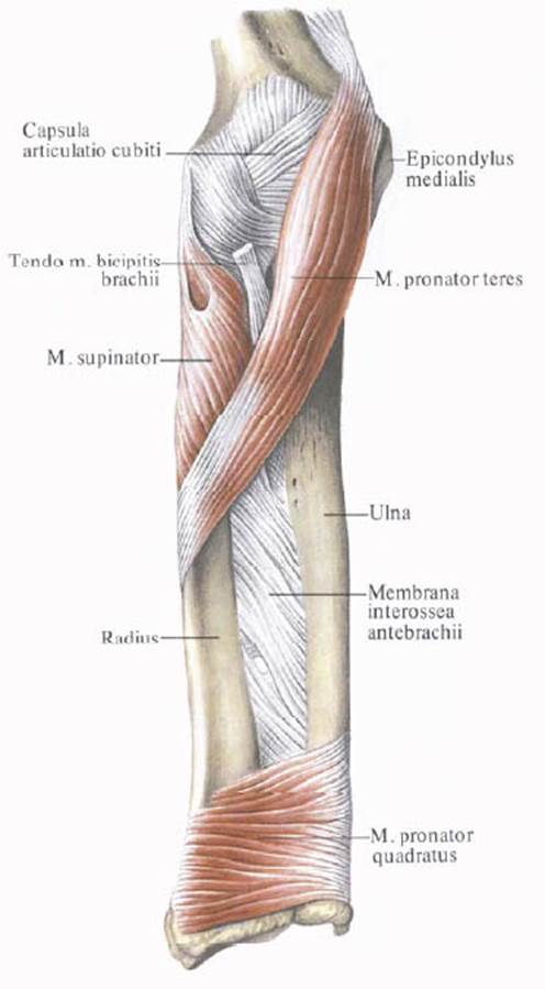 Предпоечье. Круглый пронатор предплечья анатомия. Круглый пронатор предплечья иннервация. Круглый пронатор лучевой кости. Круглый пронатор иннервация.