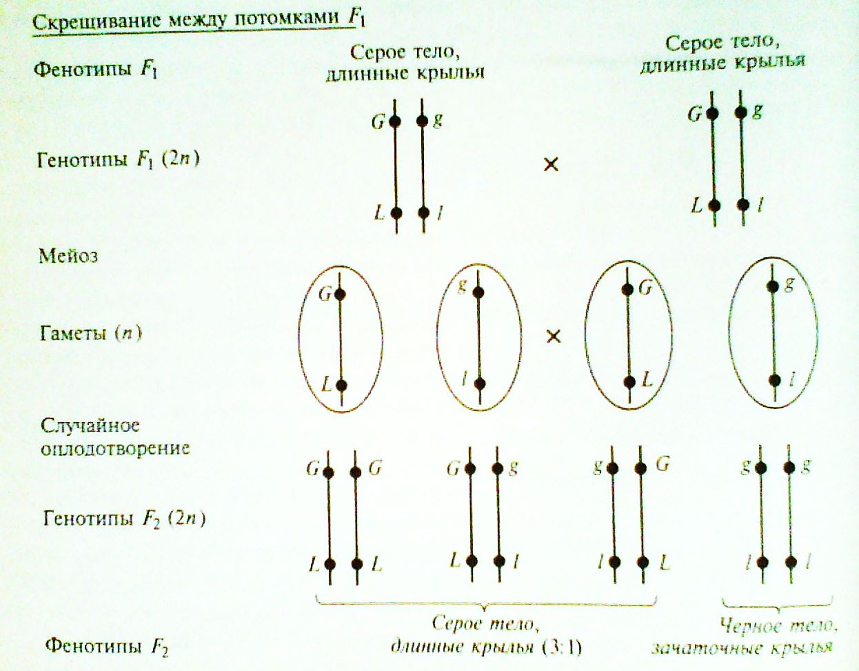 Каждый ген занимает в хромосоме определенное место