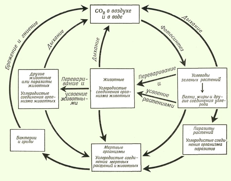 Движение углерода в биосфере по схеме