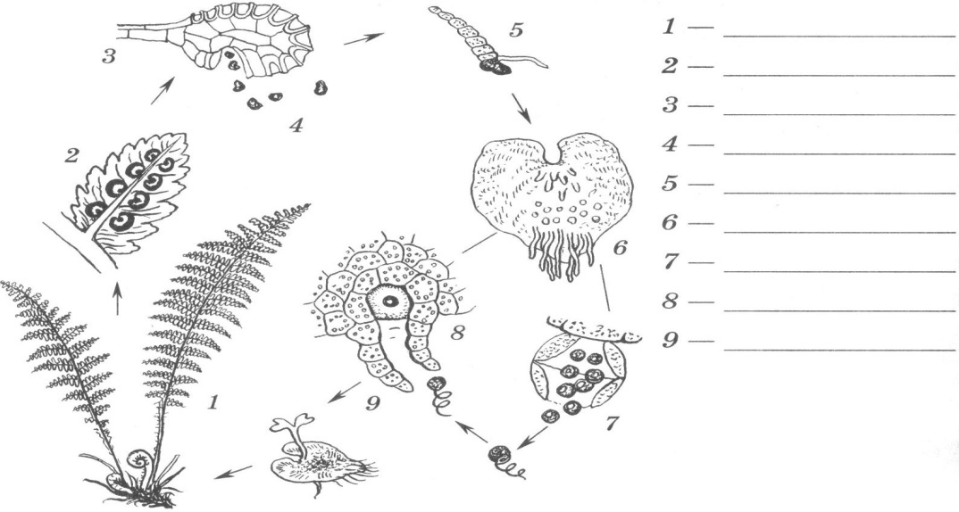 Какими цифрами обозначены на рисунке цикл развития папоротника