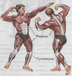 Изменение мышц и сухожилий