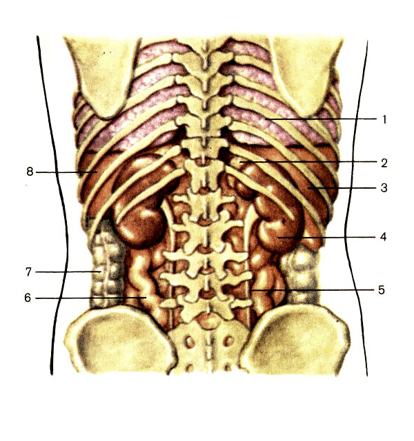 Расположение внутренних органов человека почки. Почки анатомия расположение. Анатомия человека внутренние органы расположение почек у женщин.