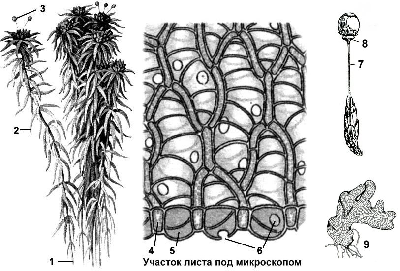 Водоносные клетки в листьях имеет. Мох сфагнум строение. Клетки сфагнума. Гаустория сфагнума. Водоносные клетки сфагнума.