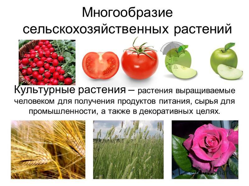 Какие растения выращивают в московской области. Культурные растения. Культурные растения в сельском хозяйстве. Многообразие культурных растений. Сорта культурных растений.