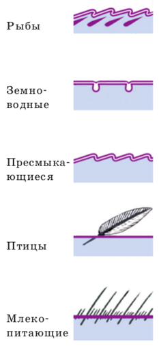 Систематическое положение тип простейшие тип кишечнополостные: найдено 89 изобра