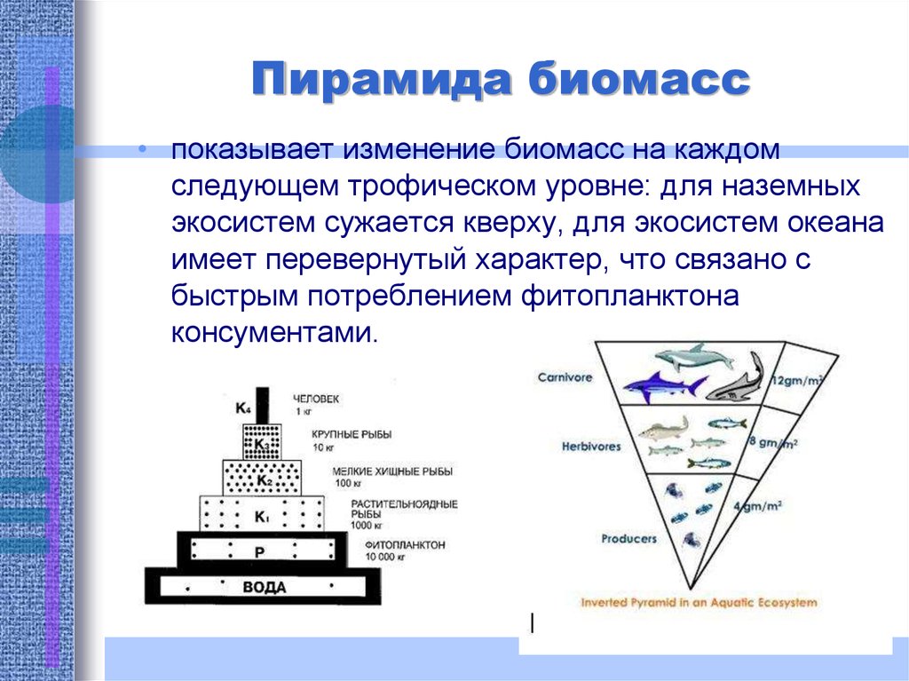 Согласно правилу пирамиды чисел. Экологическая пирамида биомассы Перевернутая. Экологические пирамиды пирамида биомасс. Пирамида биомасс пирамида чисел пирамида энергии. Экологическая пирамида моря.