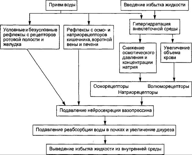 Схема развития гипергидратации