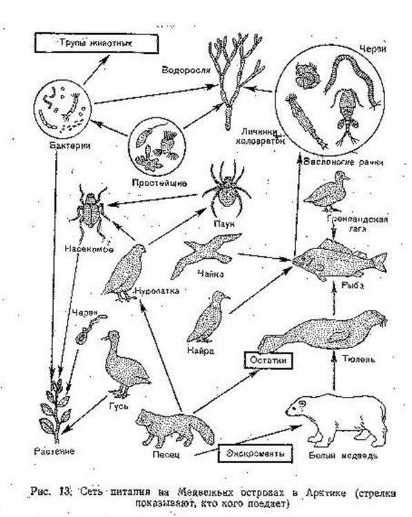 Составить сеть питания. Пищевая сеть схема биология. Пищевая цепочка агроценоза. Пищевая сеть пустыни схема. Схема агроценоза пищевая цепочка.