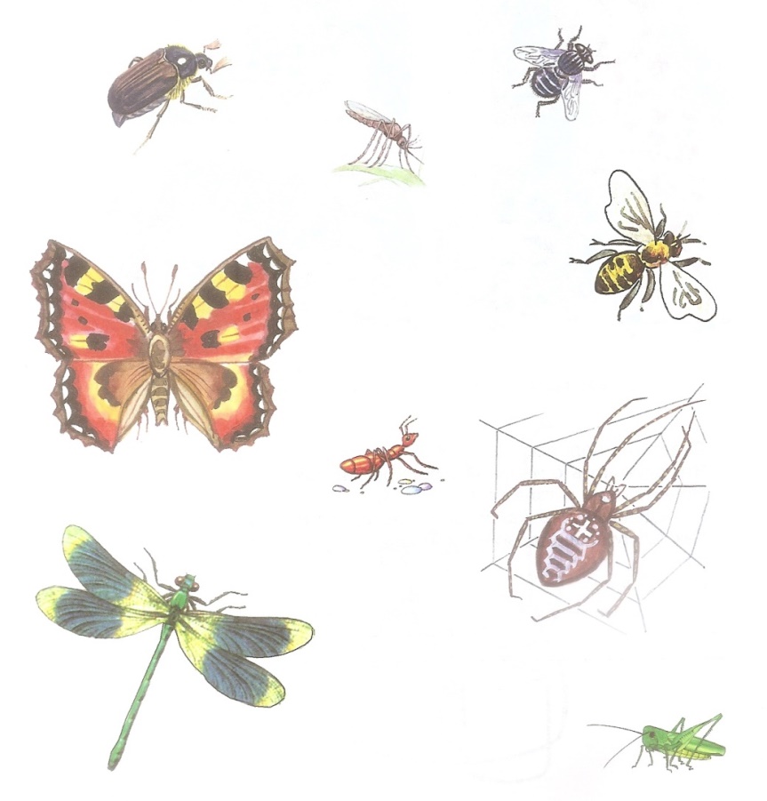 Бабочка муравей паук. Насекомые для детей. Насекомые для дошкольников. Насекомые рисунок. Насекомые жуки бабочки Стрекозы.