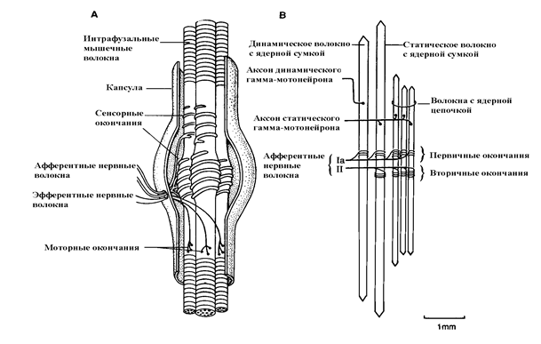 Нервно мышечное веретено схема