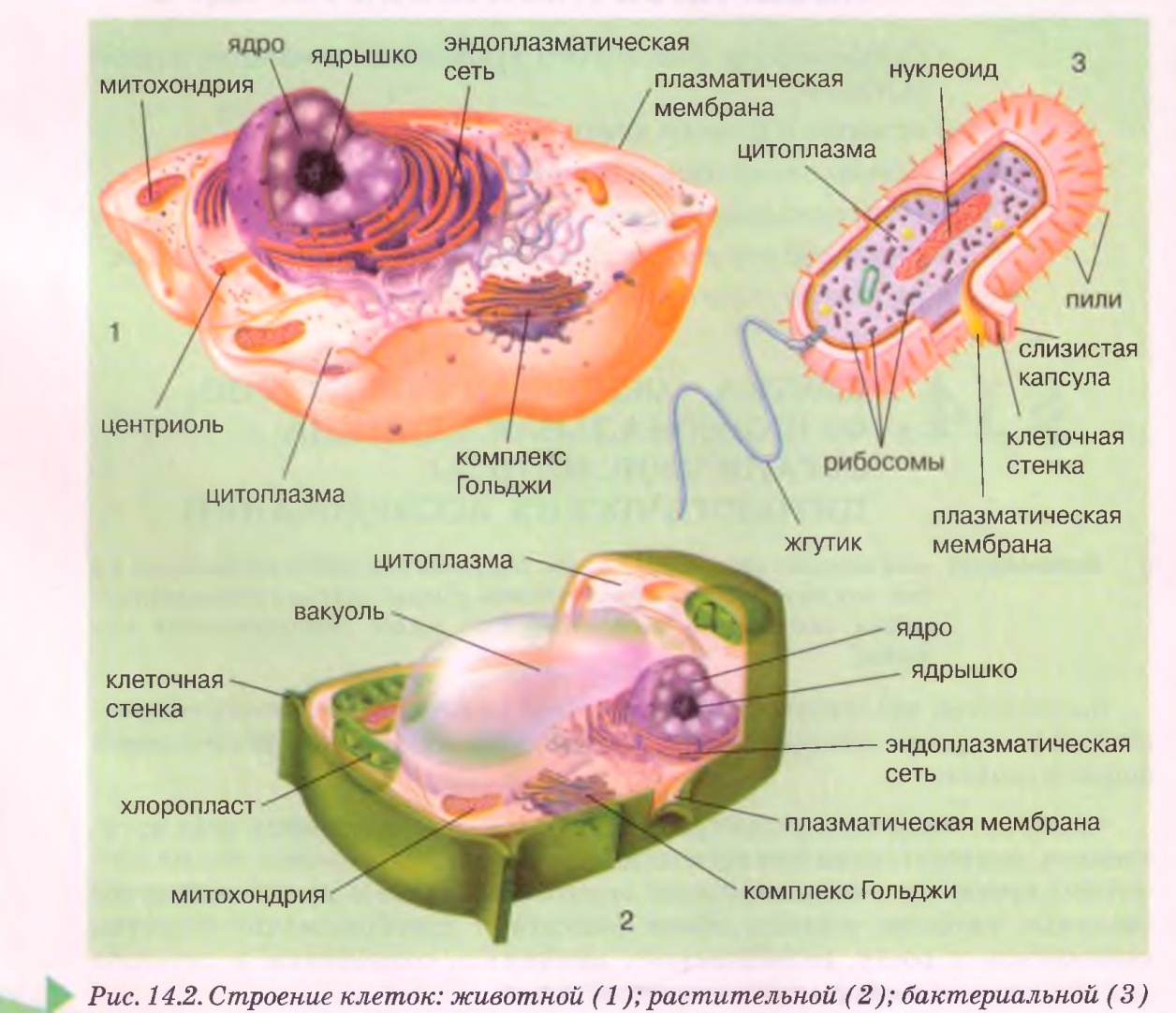 Урок клетка 10 класс. Клетка клеточная теория 10 класс. Клеточное строение организмов. Клетка организма строение. Теория клеточного строения живых организмов.