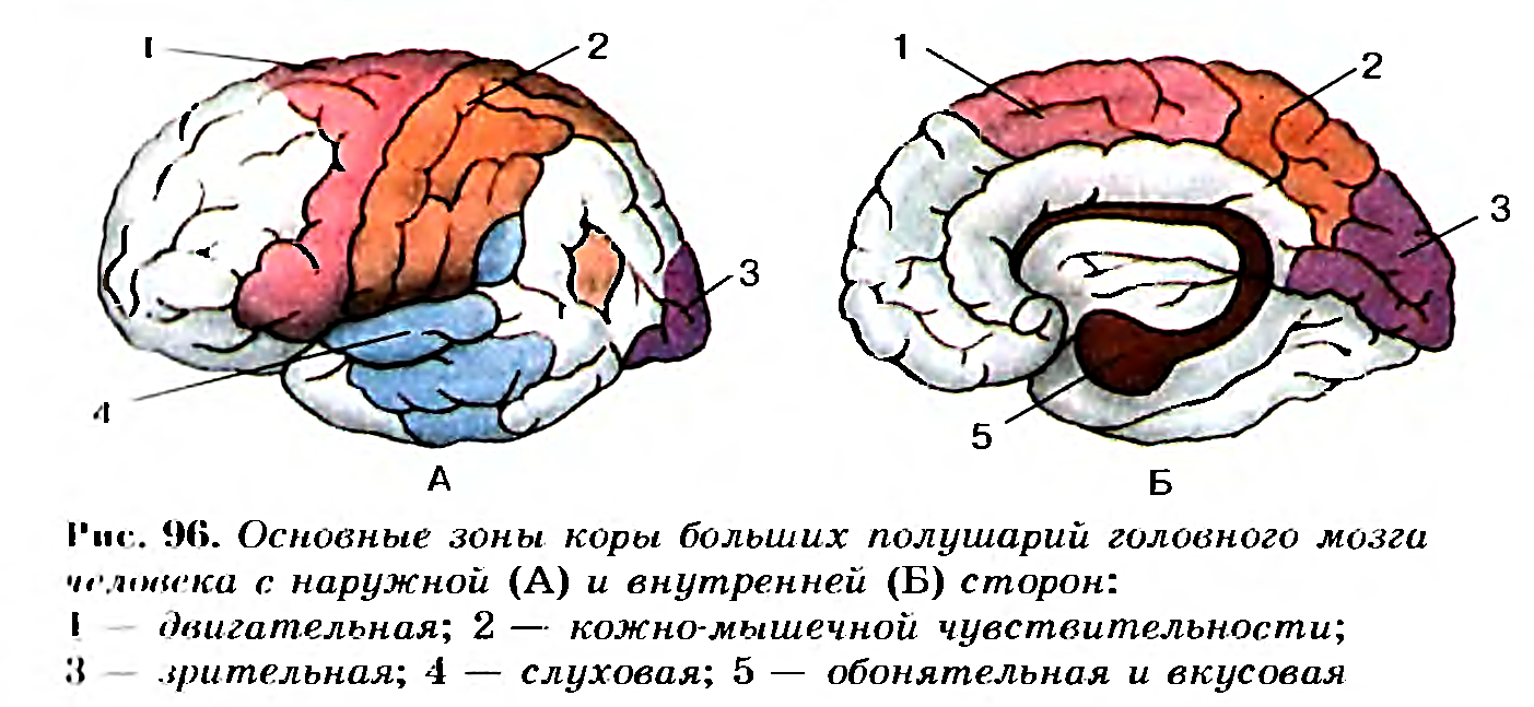 Основные зоны коры больших полушарий головного мозга. Основные зоны коры больших полушарий головного мозга рисунок 130. Центры анализаторов в коре головного мозга. Обонятельно кожно зрительная