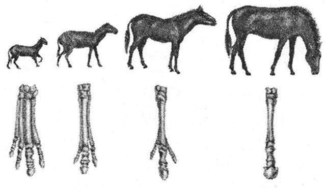 Примеры переходных форм и филогенетических рядов. Филогенетический ряд конечностей лошади. Филогенетический ряд предков лошади. Эволюция лошади Ковалевский. Палеонтологические доказательства эволюции лошади.