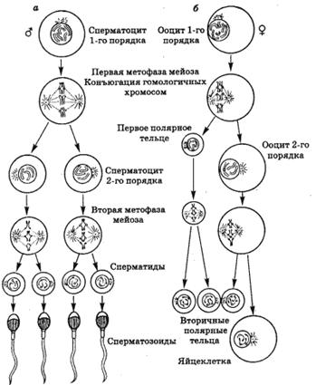 Клетку называют сперматоцитов ii порядка. Сперматоцит первого порядка на схеме. Сперматоцит 1 порядка набор хромосом. Схема сперматогенеза 1 порядка. Сперматоциты 2 порядка.