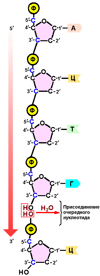 Полинуклеотидная рнк. Строение цепи нуклеотидов ДНК. Связи в РНК между нуклеотидами. Химические связи между нуклеотидами в РНК. Схема соединения нуклеотидов в полинуклеотидную цепь.