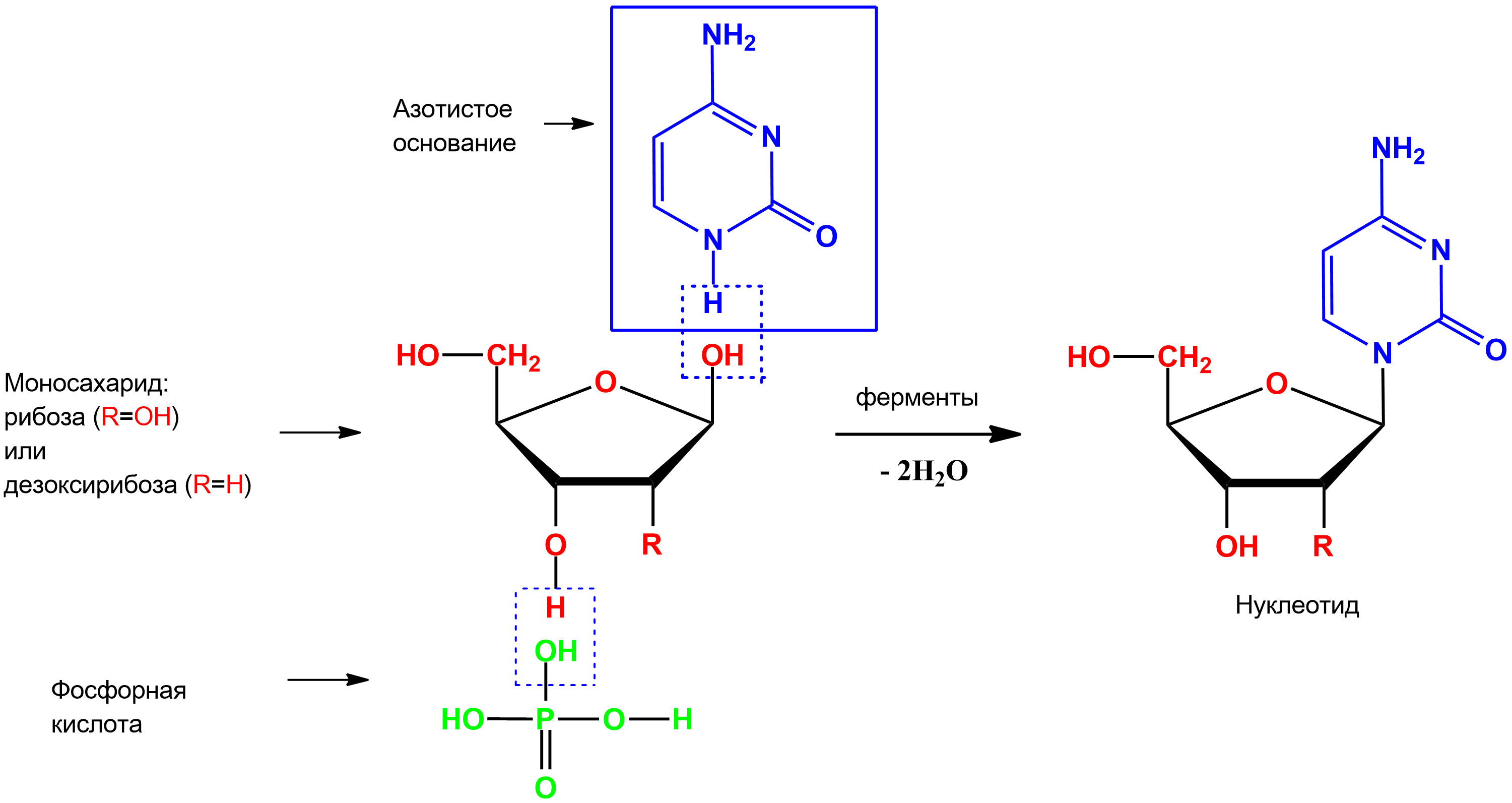 Метод амплификации нуклеиновых кислот