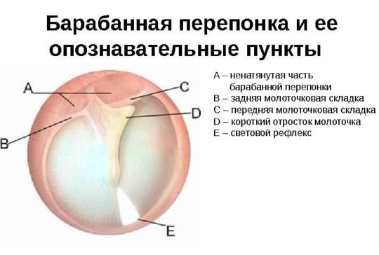 Наибольшее расстояние барабанной перепонки от медиальной стенки полости