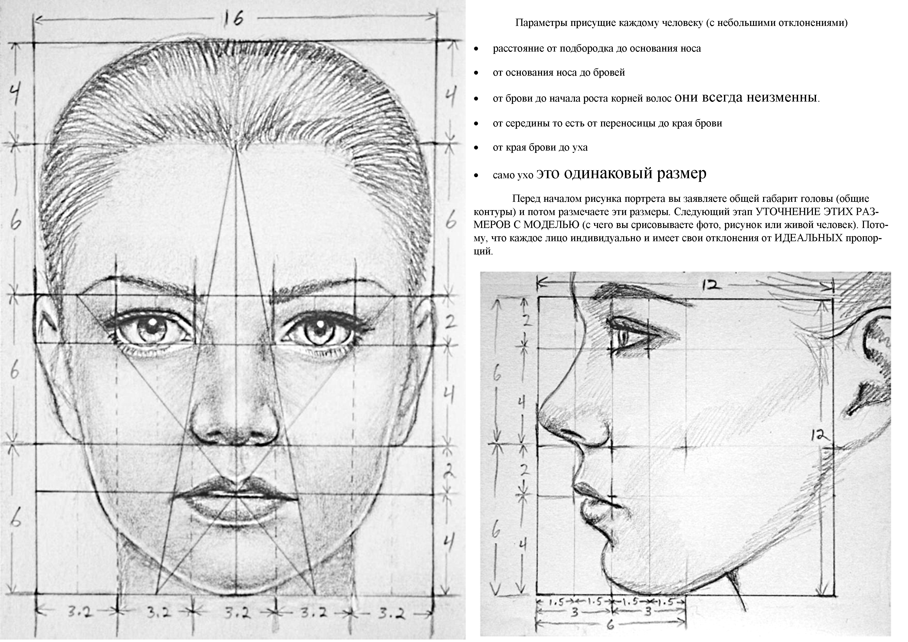 Пропорции лица человека профиль и анфас. Рисунок головы человека в профиль и анфас. Схема пропорций головы человека анфас. Пропорции человеческого лица схема.