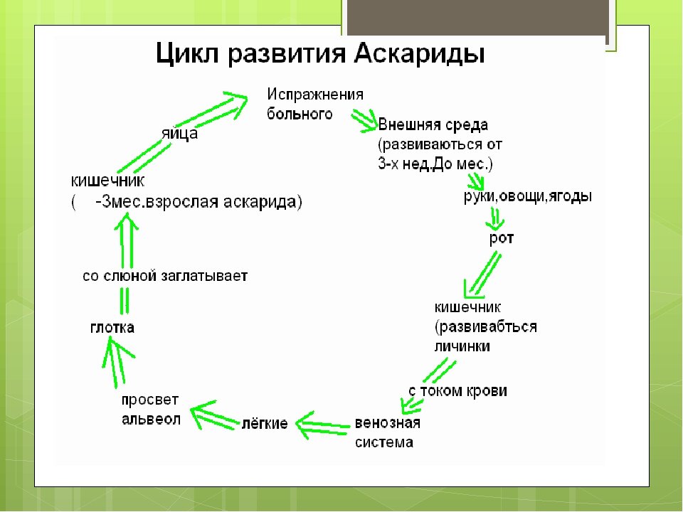 Стадия жизненного цикла червя. Жизненный цикл аскариды человеческой схема. Жизненный цикл аскариды человеческой. Жизненный цикл аскариды человеческой схема 7 класс биология. Цикл развития аскариды 7 класс.