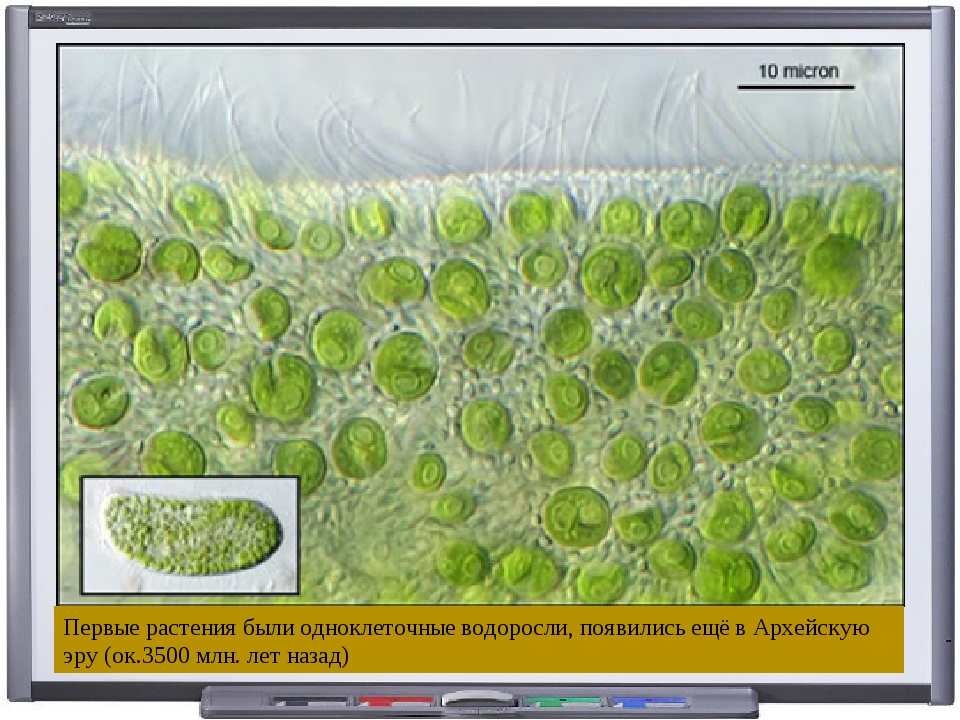 Эволюция одноклеточных водорослей. Одноклеточная водоросль хлорелла. Одноклеточная зеленая водоросль хлорелла. Одноклеточные растения хлорелла. Хлорелла цианобактерии.