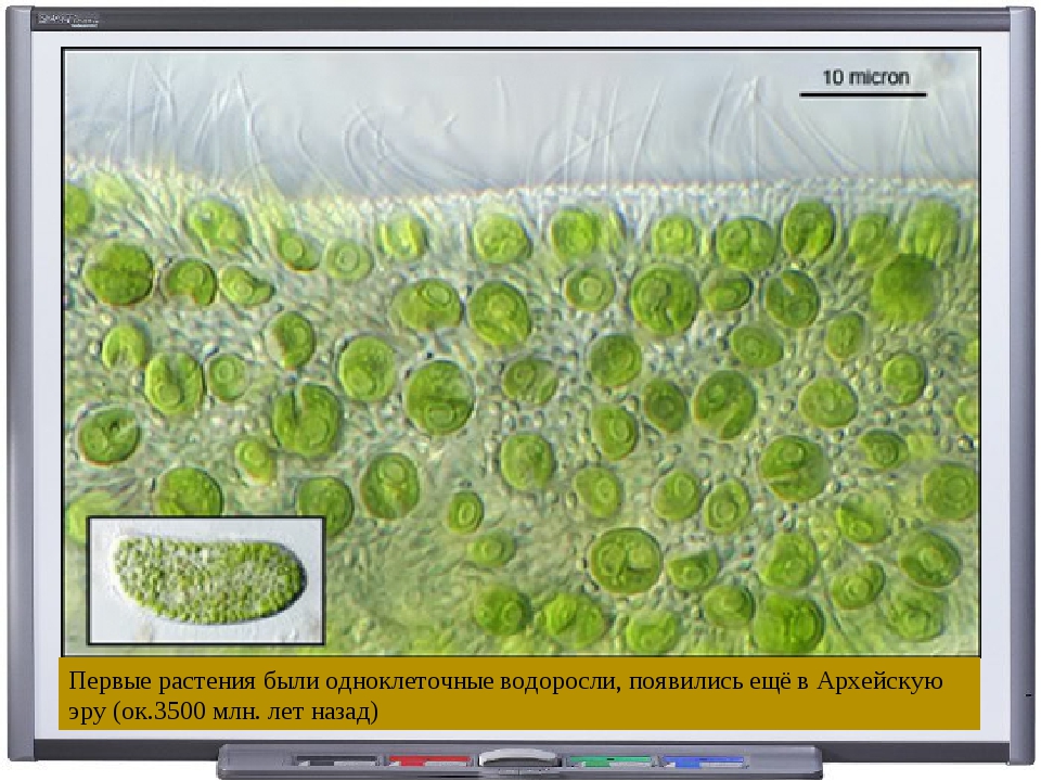 Первые растительные организмы появились. Одноклеточные зеленые водоросли хлорелла. Одноклеточные растения хлорелла. Одноклеточная водоросль хлорелла. Микроводоросли хлорелла.