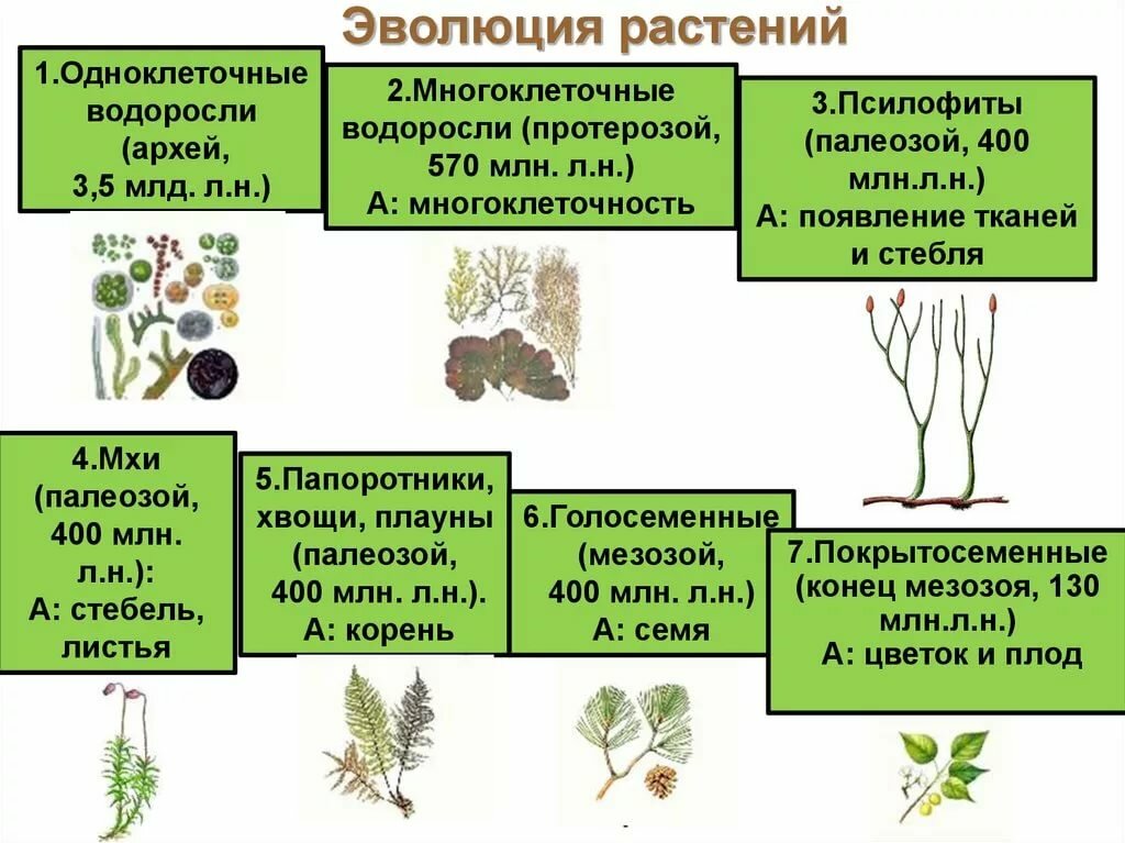 В чем проявляются усложнения организации. Эволюционные преобразования у растений. Эволюция. Растения. Процесс эволюции растений. Эволюция развития растений.