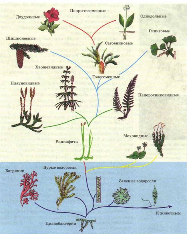 Последовательность появления покрытосеменных. Эволюционные преобразования органов растений. Эволюция растений водоросли. Ключевые этапы эволюции высших растений.