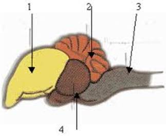 Состав головного мозга птиц. Головной мозг птиц. Отделы мозга птиц. Отделы головного мозга у птиц. Строение мозга птиц.