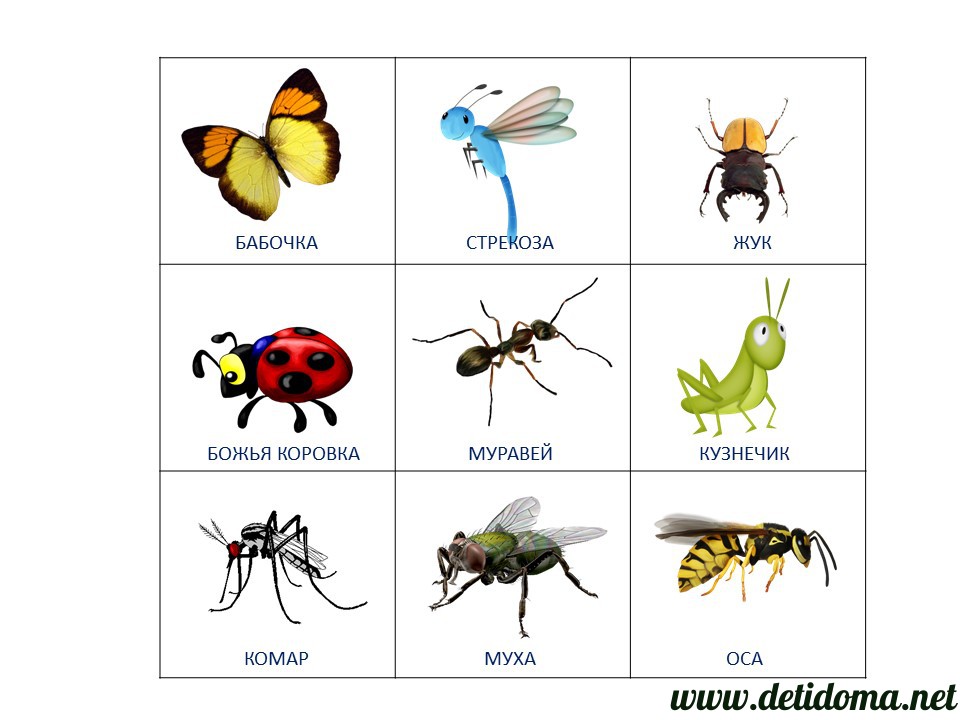 Картинки насекомые для детей 5 6 лет