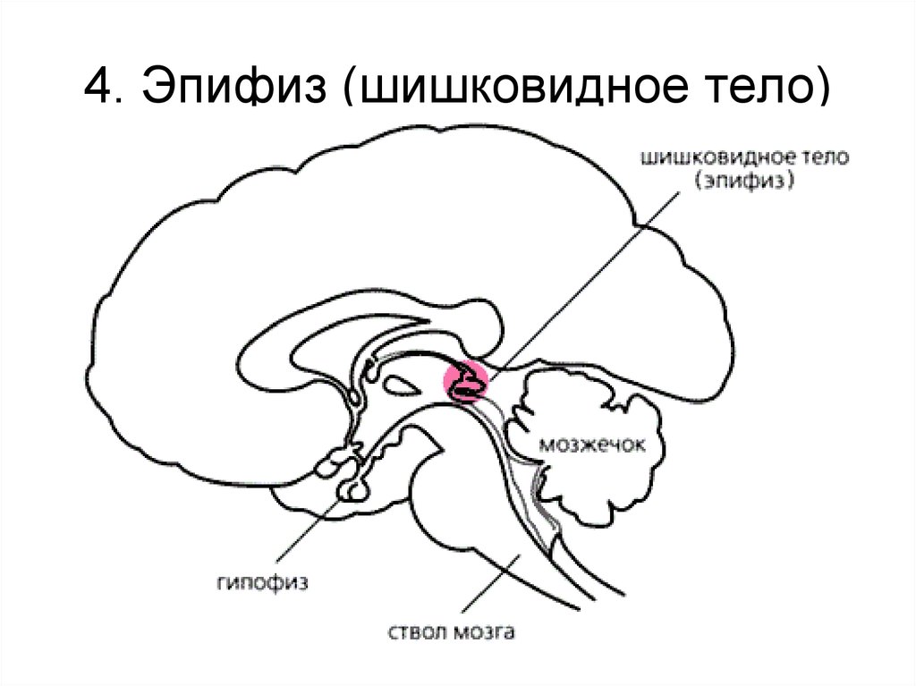 Гипофиз эпифиз гипоталамус картинки