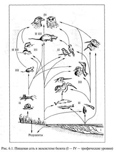 На рисунке между трофическими уровнями экосистемы стрелками показаны потоки