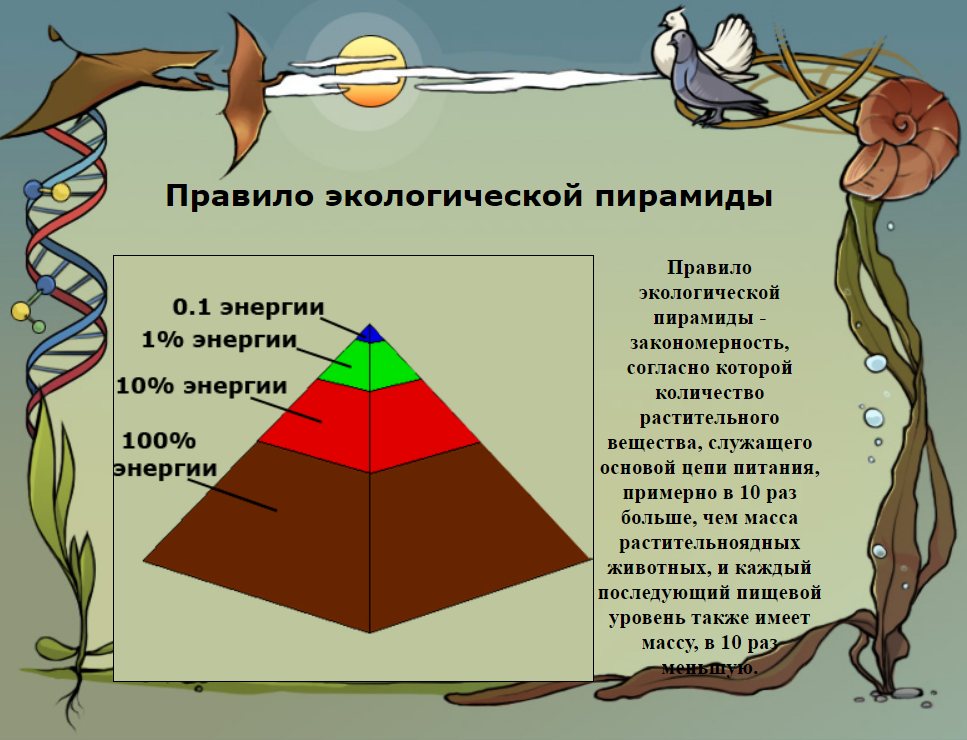 Экологическая пирамида задания. Правило пирамиды энергии. Задачи по экологической пирамиде. Задачи на правило экологической пирамиды.