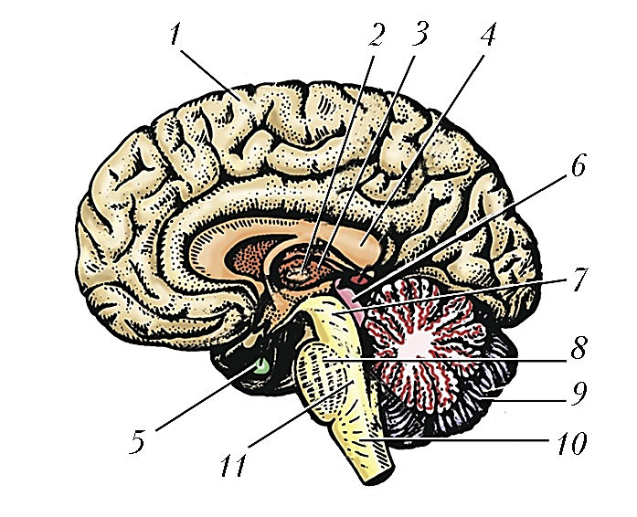 Рассмотрите рисунок с изображением мозга человека. Схематическое строение головного мозга. Отделы головного мозга схема. Структурно функциональное строение головного мозга. Внутреннее строение головного мозга анатомия.