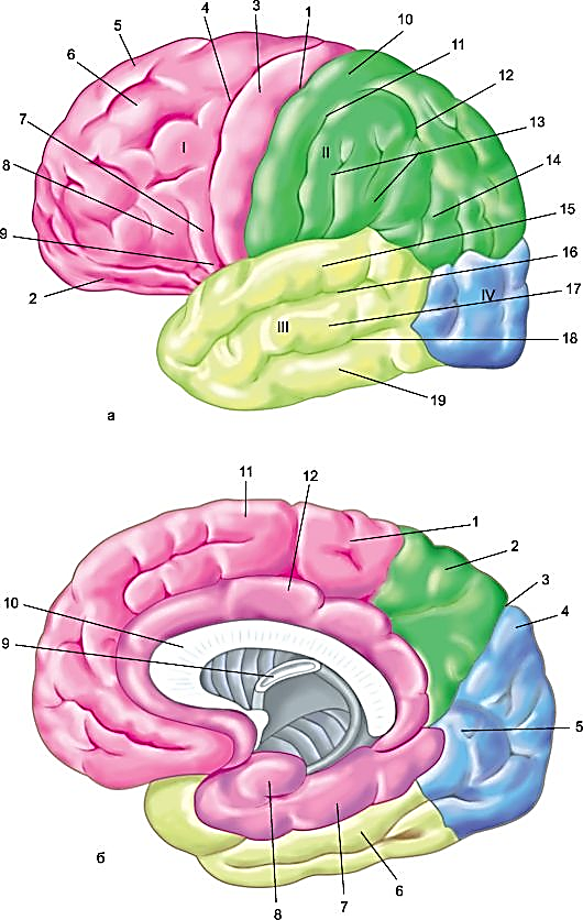 2 поверхности головного мозга