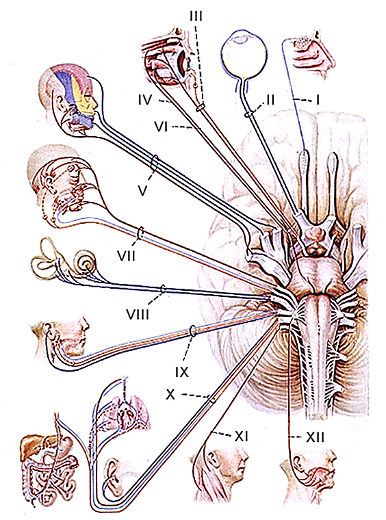 Поражение двигательного нерва. Топография Корешков черепных нервов. 12 Пар черепно мозговых нервов анатомия. Головной мозг 12 пар черепно мозговых нервов. Иннервация 12 пар черепных нервов анатомия.