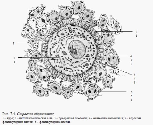 Схема строения p