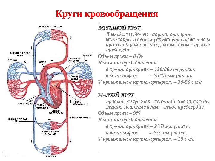Круги кровообращения роль. Сосуды малого круга кровообращения анатомия схема. Малый круг кровообращения схема анатомия человека. Сосуды большого круга кровообращения схема. Большой круг кровообращения анатомия схема.