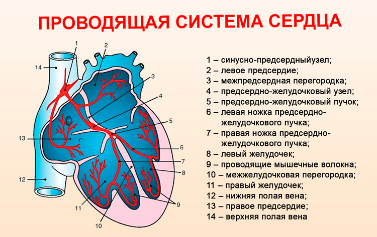 Проводящие элементы сердца