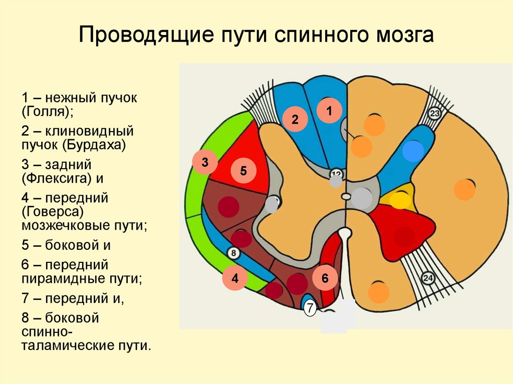 Проходящие пути спинного мозга. Проводящие пути спинного мозга схема. Проводящие пути заднего канатика спинного мозга. Схема расположения проводящих путей в спинном мозге. Проводниковые пути спинного мозга схема.