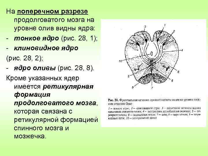 Срез продолговатого мозга схема