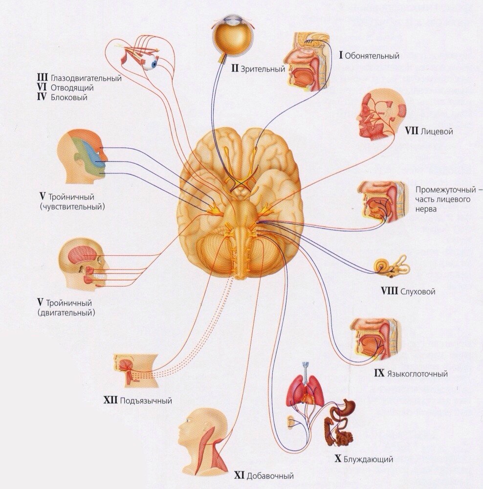 Черепные нервы человека относят к. 12 Пара черепных нервов схема. 12 Пар черепных нервов анатомия схема. 12 Пар черепных нервов схема. 12 Пар черепных нервов анатомия головного мозга.