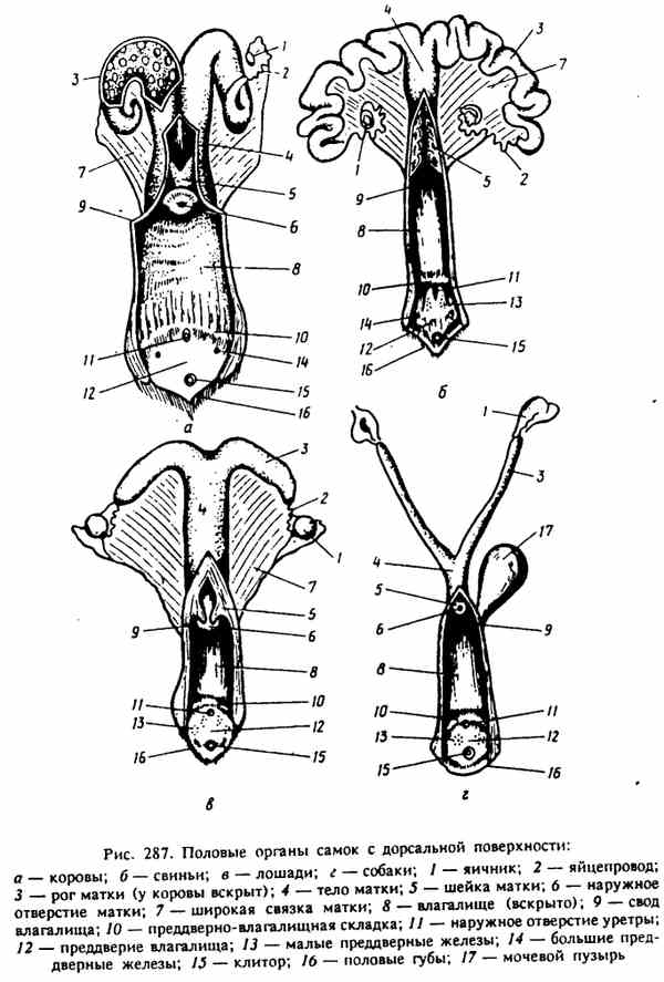 Уроки половой орган. Половые органы размножения самок анатомия. Половые органы кролика самца схема. Строение двурогой матки у животных. Яичники лошади анатомия.