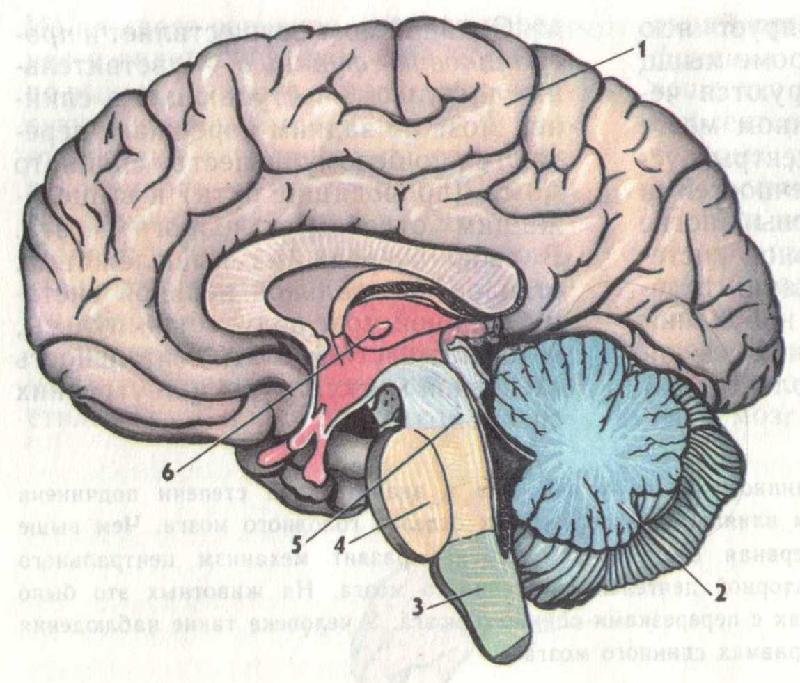 Центральная область мозга. Отделы головного мозга анатомия. Строение головного мозга в разрезе. Головной мозг отделы головного мозга. Сагиттальный разрез мозга отделы.