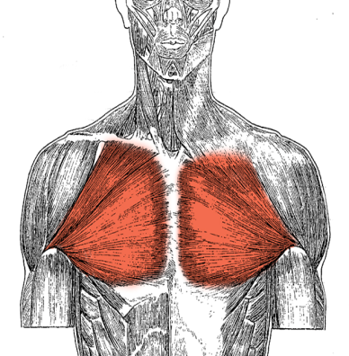 Большая грудная мышца рисунок