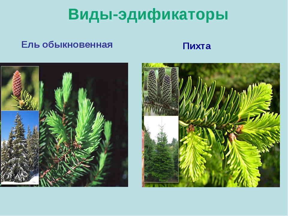 Видом средообразователем в хвойном лесу. Растения эдификаторы. Виды эдификаторы. Виды эдификаторы примеры. Вид -эдификатор хвойного леса.