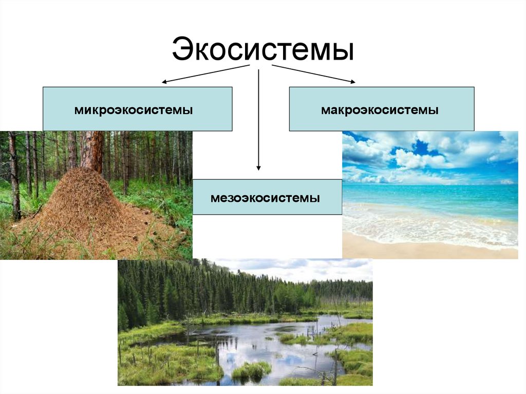 Природные экосистемы 11 класс. Экосистемы. Природные экосистемы. Многообразие природных экосистем. Природные экологические системы.