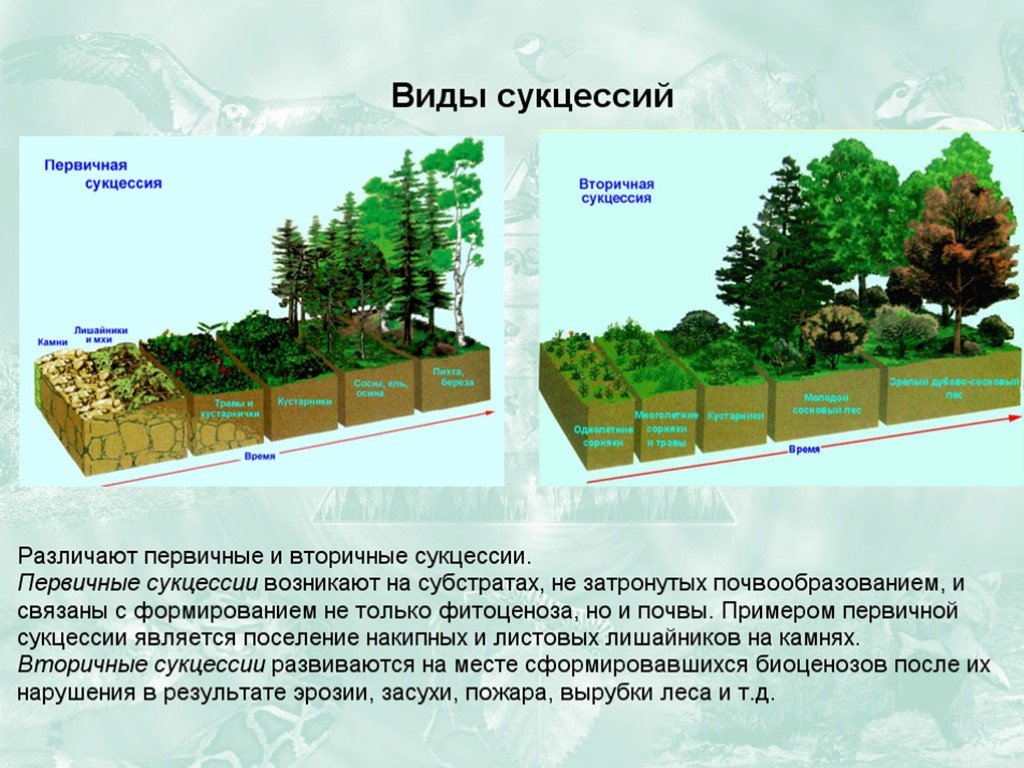 Примеры быстрой смены экосистем