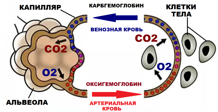 Последовательность этапов движения кислорода