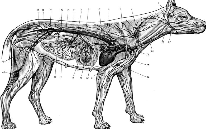 У собаки воспалились лимфоузлы. Лимфатическая система собаки. Анатомия собаки лимфатическая система. Лимфатическая система брюшной полости собак. Лимфатическая система Ветеринария.