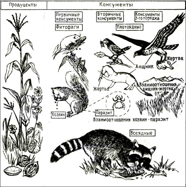 Консумент второго и третьего. Продуценты животные. Продуценты, консументы, хищники. Первичные консументы примеры. Животное продуцент это.